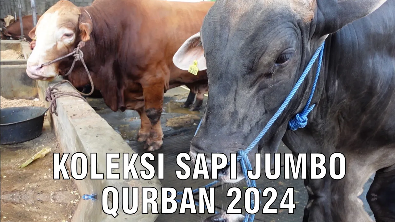 
                                 Koleksi-Sapi-Qurban-Jumbo-2024